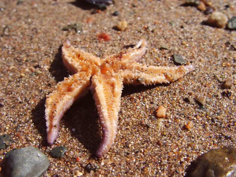 star fish on sand